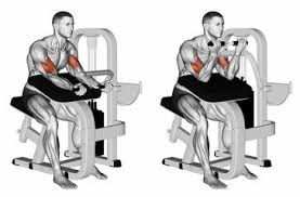 Bicep Curl Machine