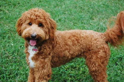 Mini Goldendoodle