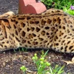 Breeding Bengals