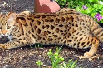 Breeding Bengals