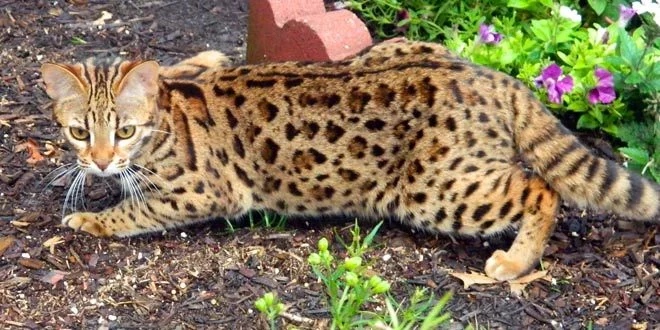 Breeding Bengals