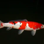 Who Is DrKoifish?