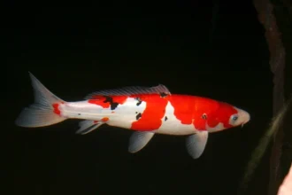 Who Is DrKoifish?