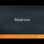 Madrone in lushootseed pronunciation audio
