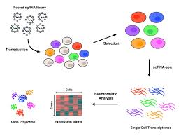 Perturbseq crispr data analysis tutorial