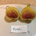 byadi