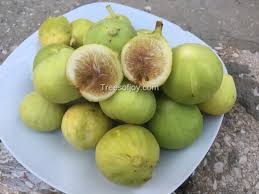 byadi