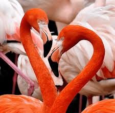 flamingos