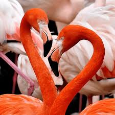 flamingos