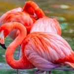 flamingos