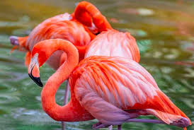 flamingos