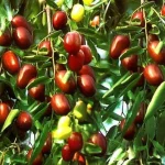 Žižole – The Ancient Superfruit for Modern Wellness