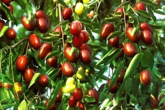 Žižole – The Ancient Superfruit for Modern Wellness