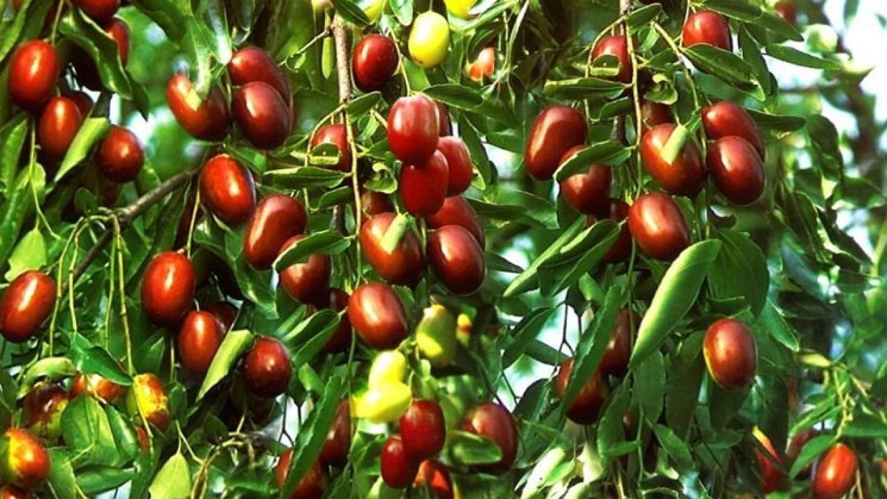 Žižole – The Ancient Superfruit for Modern Wellness