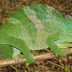 Chameleónovité