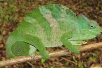 Chameleónovité