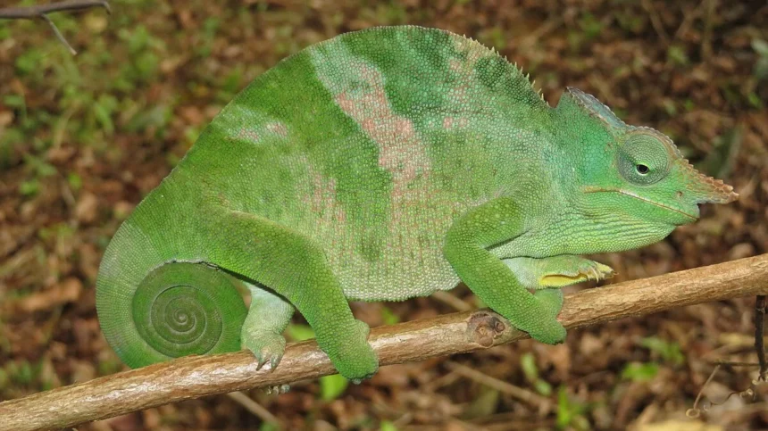 Chameleónovité