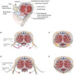 Cirurgia reconstrutiva da uretra fascia urethral