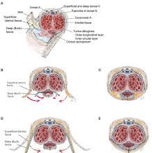 Cirurgia reconstrutiva da uretra fascia urethral