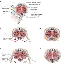 Cirurgia reconstrutiva da uretra fascia urethral
