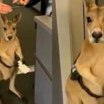 Kangaroo Boarding Pass