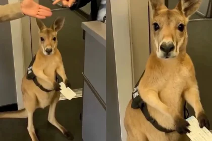 Kangaroo Boarding Pass