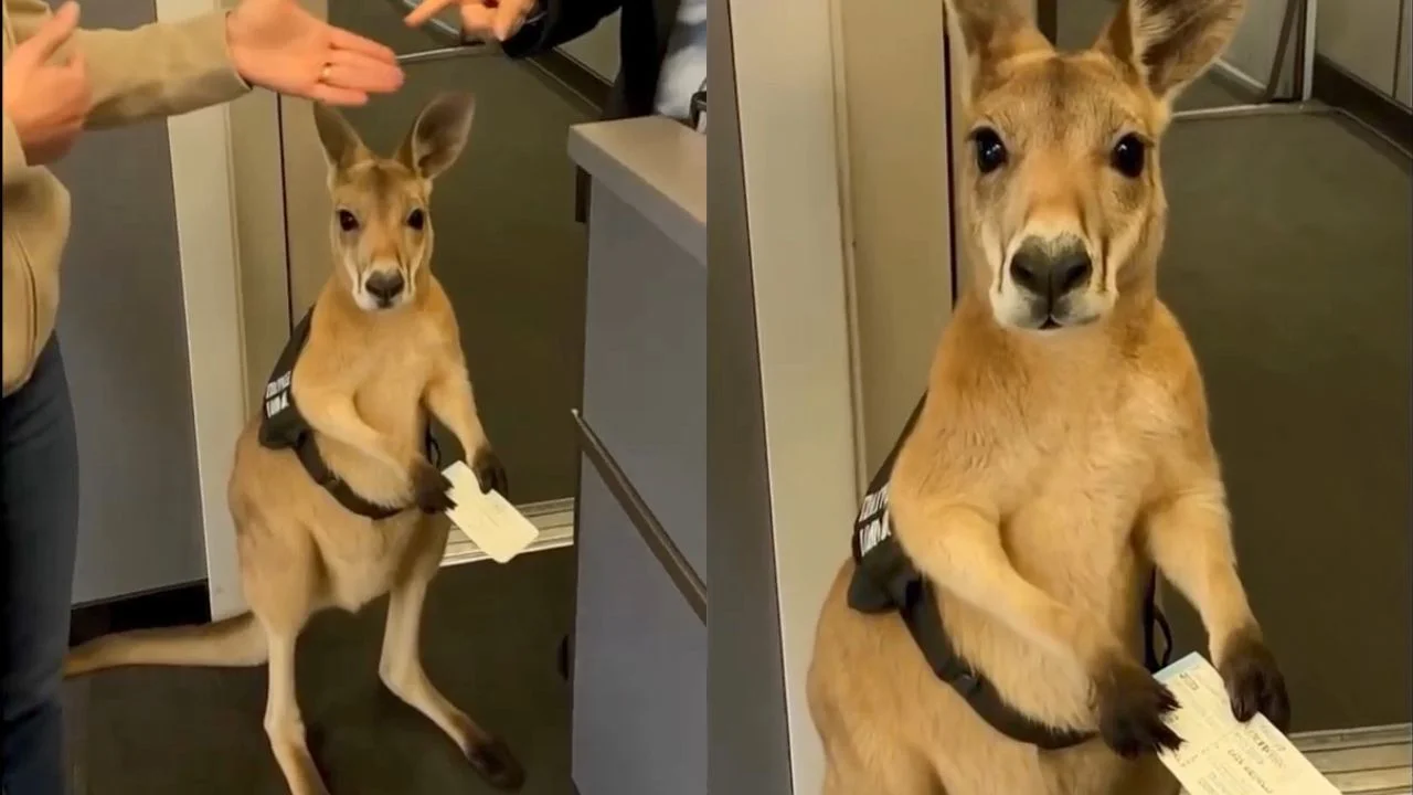 Kangaroo Boarding Pass